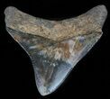 Juvenile Megalodon Tooth - Serrated #61715-1